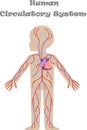 Kids body circulatory system