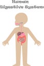 Kids body digestive system