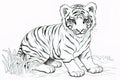 Kids coloring book image, tiger cub, basic line drawing, simple image for young children to be able to color in