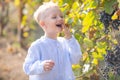 Kids farmer harvesting ripe green grapes in vineyard. Happy young kids picking grapes at wine farm. Agriculture grapes
