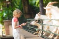 Kids feed animals at petting zoo Royalty Free Stock Photo