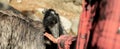 kid feeding funny ostrich emu bird on natural background on a farm, park on in a zoo Royalty Free Stock Photo