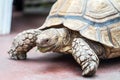 Kids feeding turtle in EDINBURGH BUTTERFLY and INSECT WORLD.Selected focus