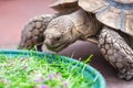 Kids feeding turtle in EDINBURGH BUTTERFLY and INSECT WORLD.Selected focus