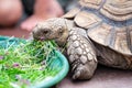 Kids feeding turtle in EDINBURGH BUTTERFLY and INSECT WORLD.Selected focus