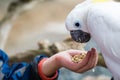 Kids feeding on a white cockatoo