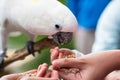 Kids feeding on a white cockatoo