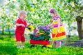 Kids in a garden with blooming cherry trees Royalty Free Stock Photo