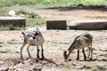 Kids goat in the city center of Ouagadougou