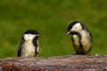 Kids of Great tit bird parus major Royalty Free Stock Photo