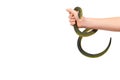 Kids hand with fake green snake, rubber animal toy