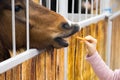 Kids hand feeding brown horse in the stable. Pedigree horse in his aviary. Horse through the cage Royalty Free Stock Photo