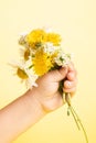 Kids hand holding a daisy in front of the yellow background Royalty Free Stock Photo