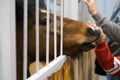 Kids hand stroking brown horse in the stable. Pedigree horse in his aviary. Horse through the cage Royalty Free Stock Photo