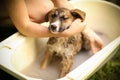 Kids hand wasing puppy in bathtub close up photo