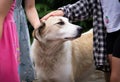 Kids hands tenderly stroking white dog. Home and stray homeless animals concept. Adopting animals