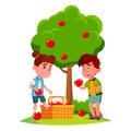 Kids Harvest Apples In Basket Near Apple Tree Vector. Isolated Illustration Royalty Free Stock Photo