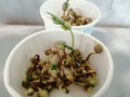 Kids science project on sprouting and growing