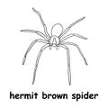 Kids line illustration coloring hermit brown spider. animal outline