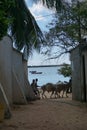 Kids passing by with their donkeys in Shela on Lamu Island