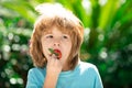 Kids pick fresh organic strawberry. Happy little boy eats strawberries. Royalty Free Stock Photo