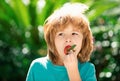 Kids pick fresh organic strawberry. Happy little boy eats strawberries. Royalty Free Stock Photo