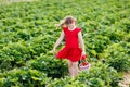 Kids pick strawberry on berry field in summer