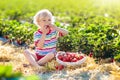 Kids pick strawberry on berry field in summer