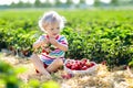 Kids pick strawberry on berry field in summer