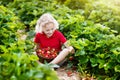 Kids pick strawberry on berry field in summer