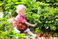 Kids pick strawberry on berry field in summer