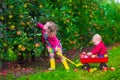 Kids picking apple on a farm Royalty Free Stock Photo