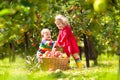 Kids picking apples on farm in autumn