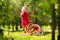 Kids picking apples on farm in autumn