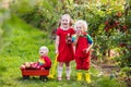 Kids picking apples in fruit garden Royalty Free Stock Photo