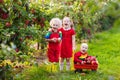 Kids picking apples in fruit garden Royalty Free Stock Photo