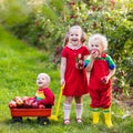 Kids picking apples in fruit garden Royalty Free Stock Photo