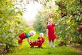 Kids picking apples in fruit garden Royalty Free Stock Photo