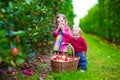 Kids picking fresh apple on a farm Royalty Free Stock Photo