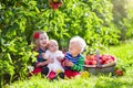 Kids picking fresh apples from tree in a fruit orchard Royalty Free Stock Photo