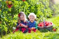 Kids picking fresh apples from tree in a fruit orchard Royalty Free Stock Photo