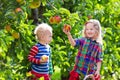 Kids picking fresh apples from tree in a fruit orchard Royalty Free Stock Photo