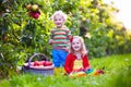 Kids picking fresh apples from tree in a fruit orchard Royalty Free Stock Photo