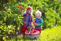 Kids picking fresh apples from tree in a fruit orchard Royalty Free Stock Photo