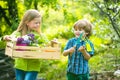 Kids plant flowers. Summer at countryside. Children enjoy in farm. Nature and children lifestyle. Eco life. Eco farm Royalty Free Stock Photo