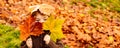 Kids play in autumn park. Children throwing yellow leaves. Child boy with oak and maple leaf. Fall foliage. Family Royalty Free Stock Photo