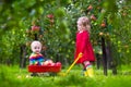 Kids playing in apple tree garden Royalty Free Stock Photo