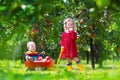 Kids playing in apple tree garden Royalty Free Stock Photo