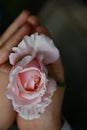 Pink rose in praying hands of child Royalty Free Stock Photo