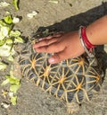 Kids touching Tortoises are reptile species of the family Testudinidae of the order Testudines